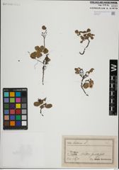 Foto von Salix herbacea L.